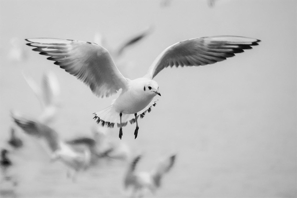 ¿Cuáles son las principales plagas de aves?