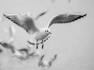 ¿Cuáles son las principales plagas de aves?