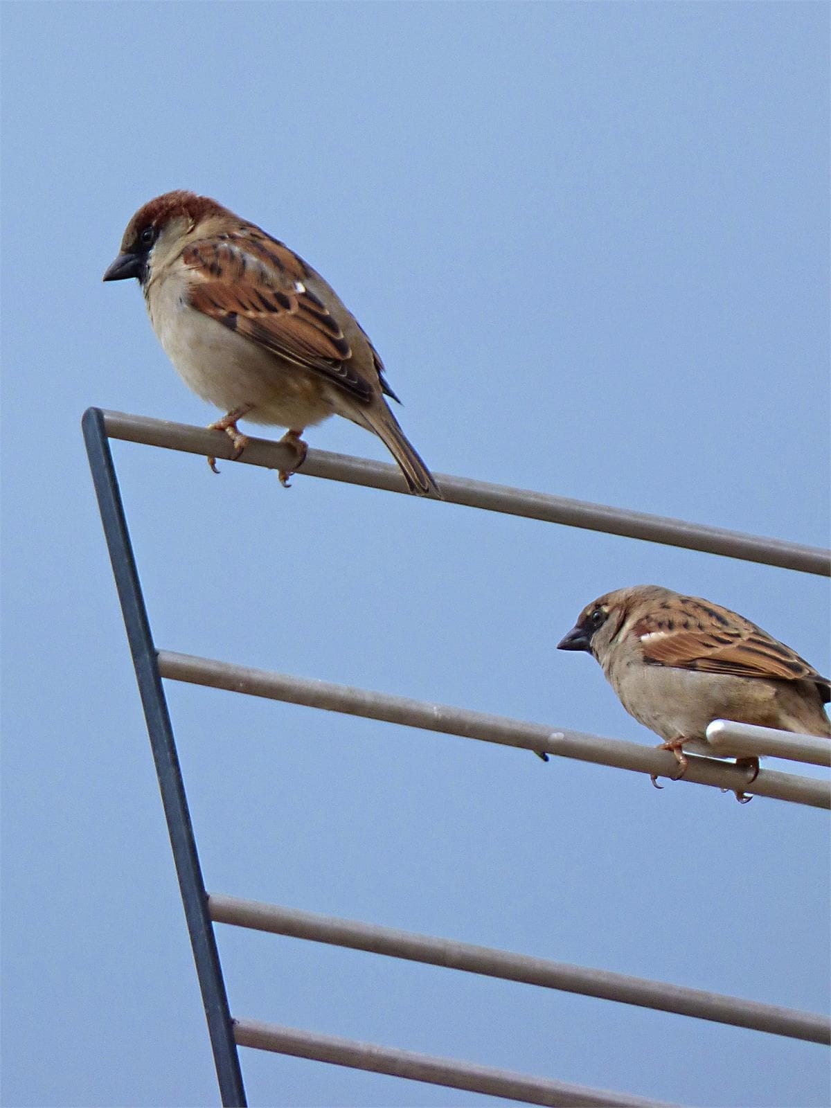 La equipación anti-aves: tipos y por qué es importante - Imagen 1