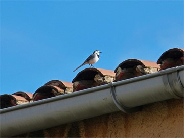 La equipación anti-aves: tipos y por qué es importante