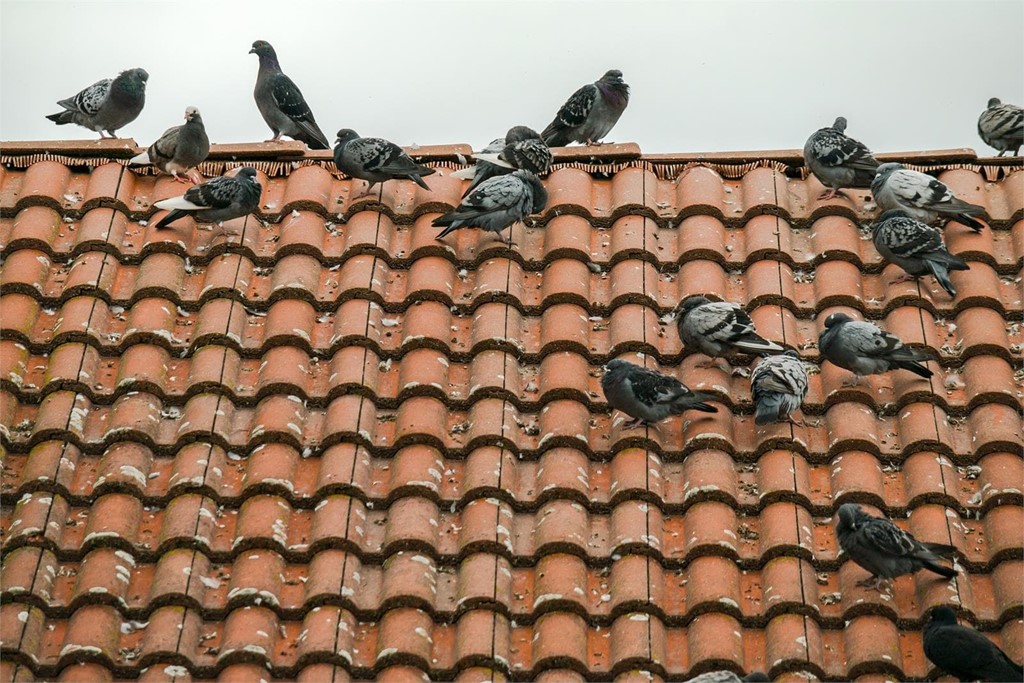 ¿Qué aportan las soluciones anti-aves?