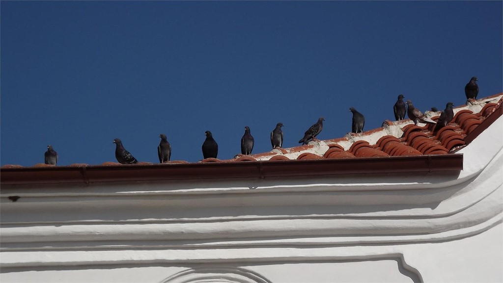 ¿Qué debes saber sobre los problemas que causan las aves?