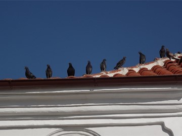 ¿Qué debes saber sobre los problemas que causan las aves?